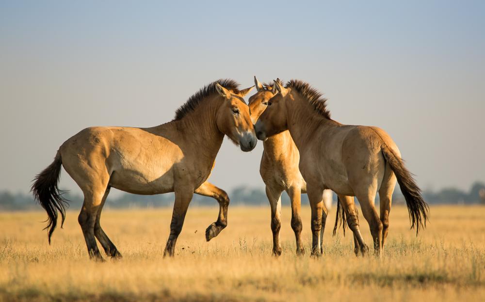 The Return of Przewalski's Horses in Mongolia