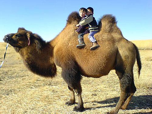 Enfants sur le chameau