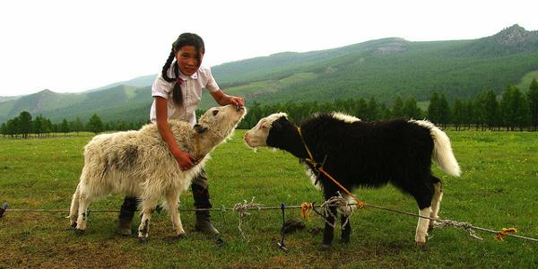 La jeune fille et les veaux