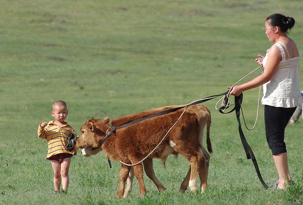 L'enfant et les veaux